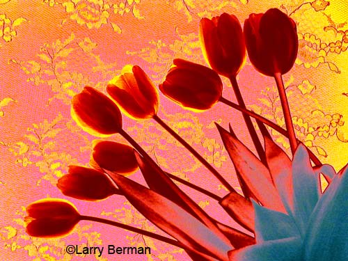 Color Infrared Photograph of Tulips